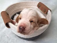 Maryann, a female Basset Hound for sale in Rocky, OK – 2 of 4