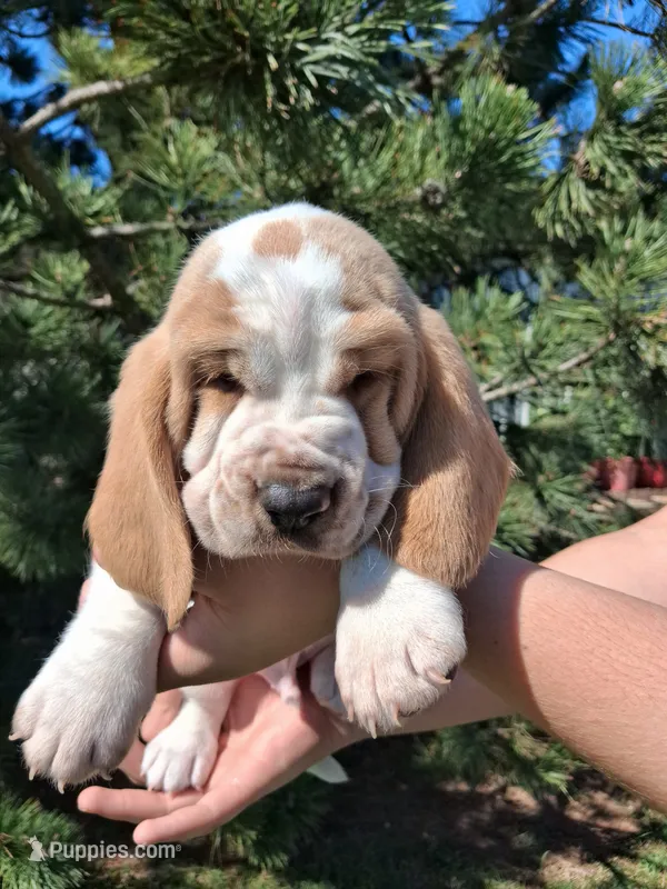 Porky – Basset Hound puppy for sale in Rocky, OK