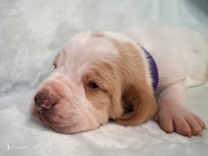 Maryann – Basset Hound puppy for sale in Rocky, OK