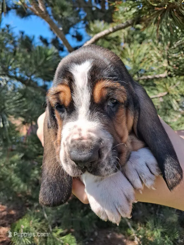 Alfalfa – Basset Hound puppy for sale in Rocky, OK