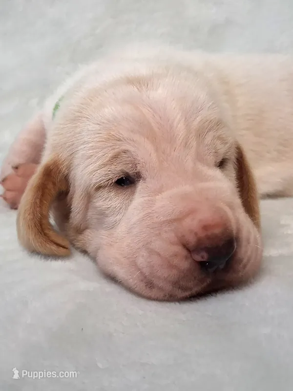 Spanky – Basset Hound puppy for sale in Rocky, OK