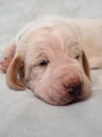 Spanky, a male Basset Hound for sale in Rocky, OK – 1 of 3