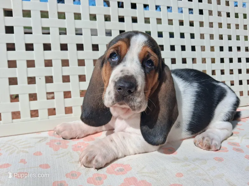 Darla – Basset Hound puppy for sale in Rocky, OK