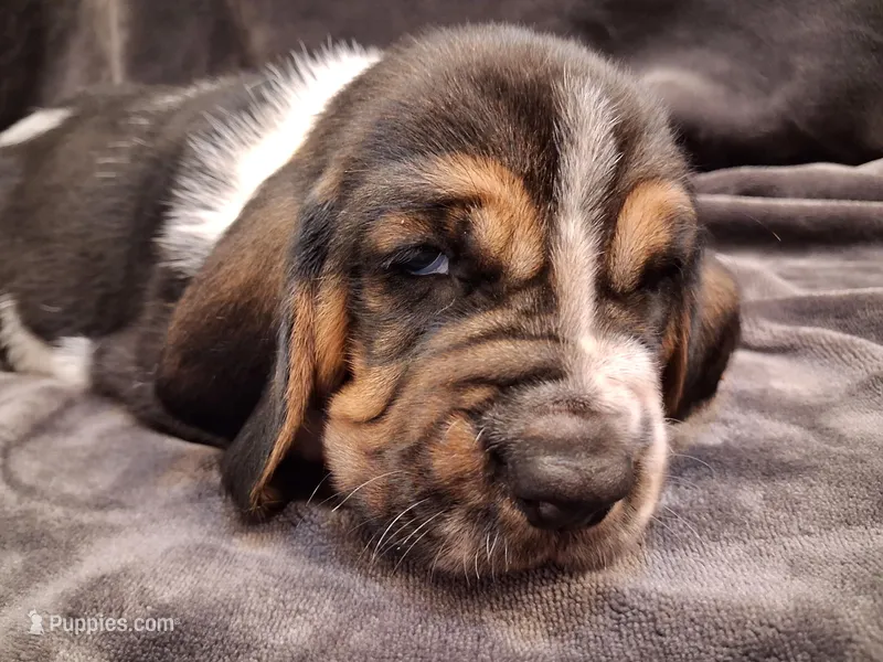 Jane – Basset Hound puppy for sale in Rocky, OK