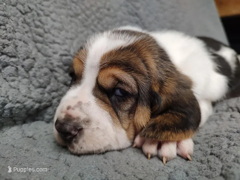 Iris – Basset Hound puppy for sale in Rocky, OK