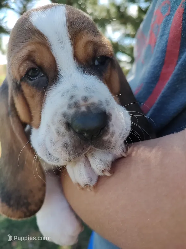Iris – Basset Hound puppy for sale in Rocky, OK