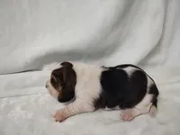 Iris, a female Basset Hound for sale in Rocky, OK – Photo 3 of 3