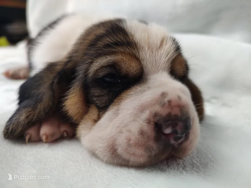 Iris – Basset Hound puppy for sale in Rocky, OK