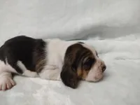 Iris, a female Basset Hound for sale in Rocky, OK – Photo 2 of 3