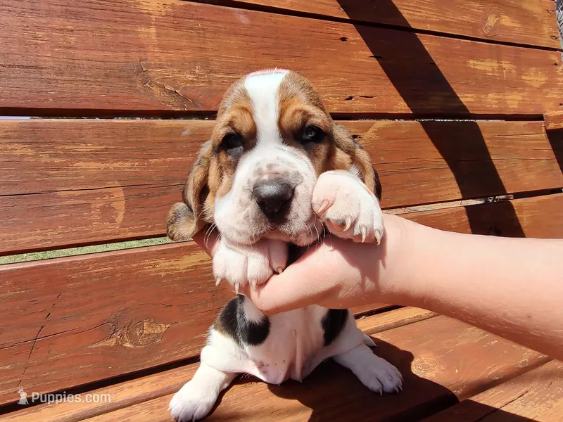 Iris – Basset Hound puppy for sale in Rocky, OK