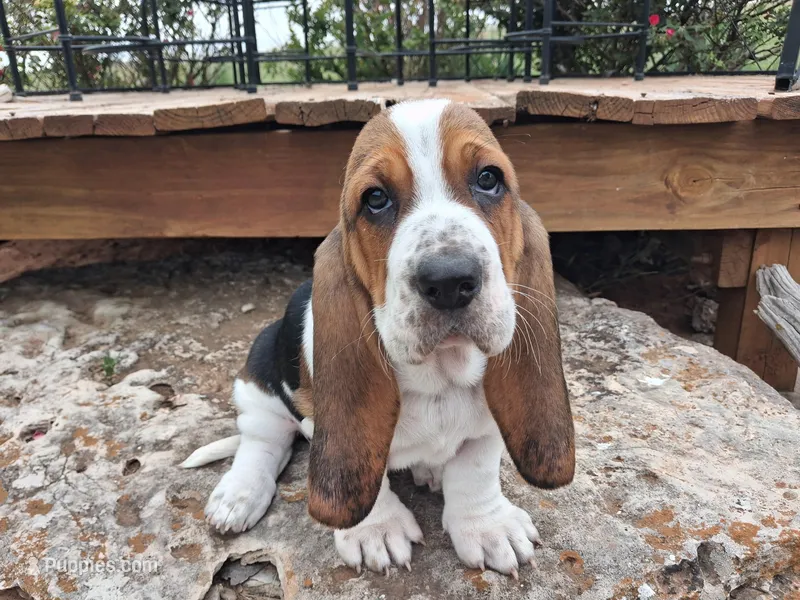 Iris – Basset Hound puppy for sale in Rocky, OK