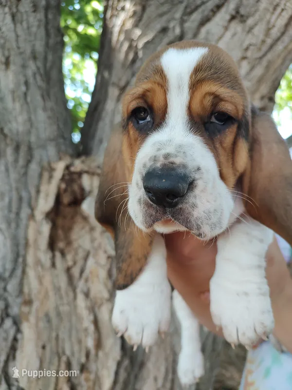 Iris – Basset Hound puppy for sale in Rocky, OK