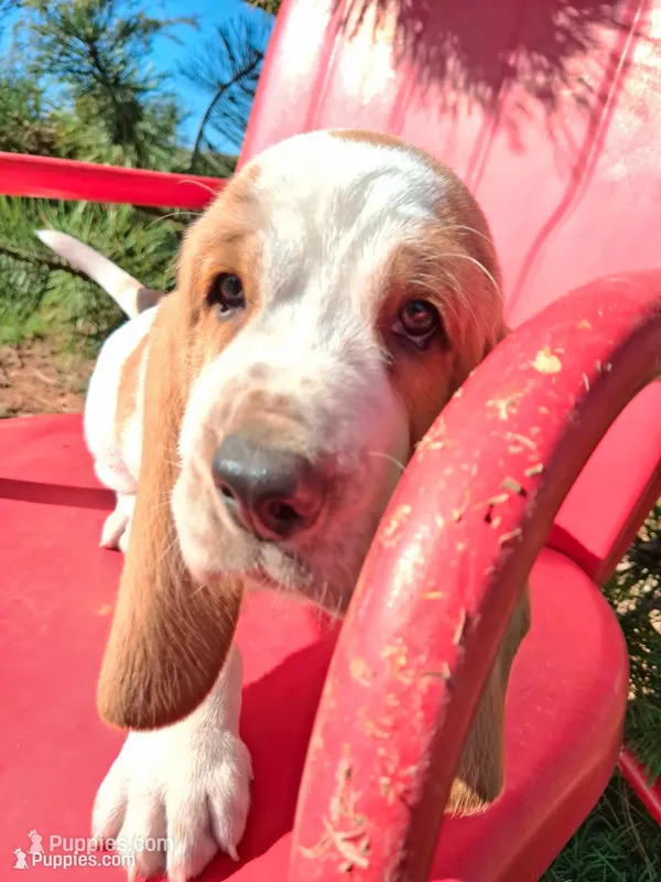 Porky – Basset Hound puppy for sale in Rocky, OK