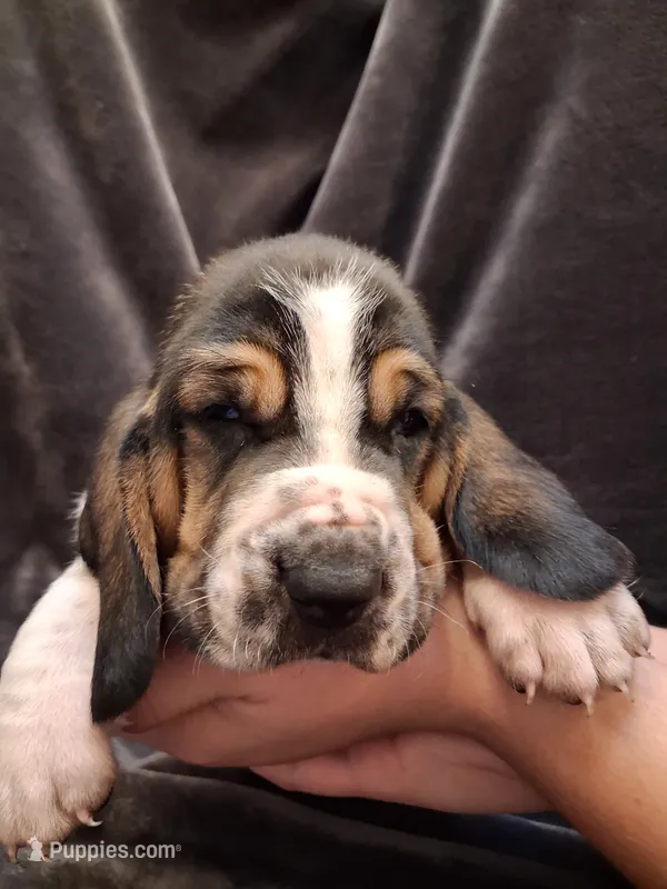 Alfalfa – Basset Hound puppy for sale in Rocky, OK