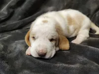 HoneySuckle, a female Basset Hound for sale in Rocky, OK – Photo 3 of 3