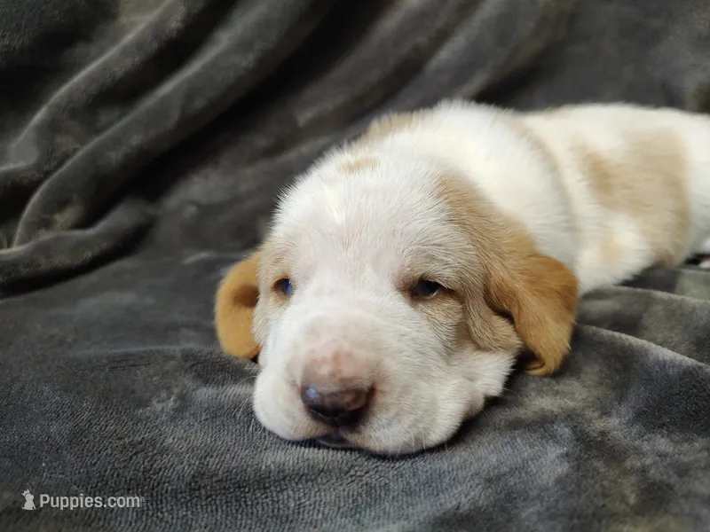 HoneySuckle – Basset Hound puppy for sale in Rocky, OK