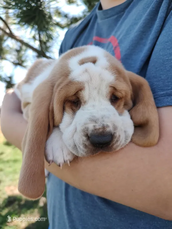 HoneySuckle – Basset Hound puppy for sale in Rocky, OK