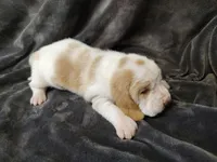 HoneySuckle, a female Basset Hound for sale in Rocky, OK – Photo 2 of 3