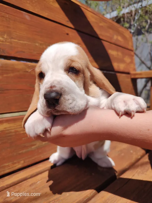 HoneySuckle – Basset Hound puppy for sale in Rocky, OK