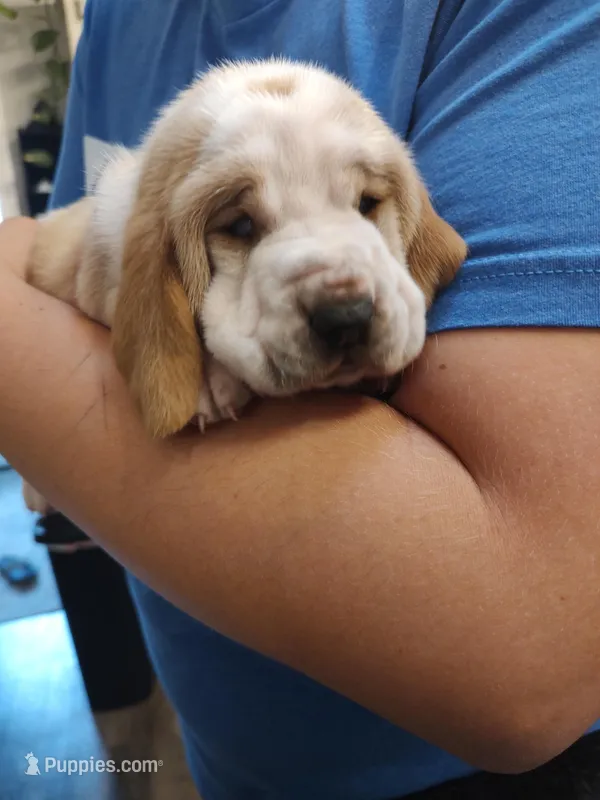 HoneySuckle – Basset Hound puppy for sale in Rocky, OK
