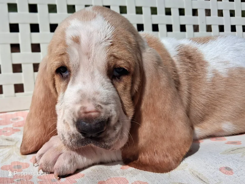 Spanky – Basset Hound puppy for sale in Rocky, OK