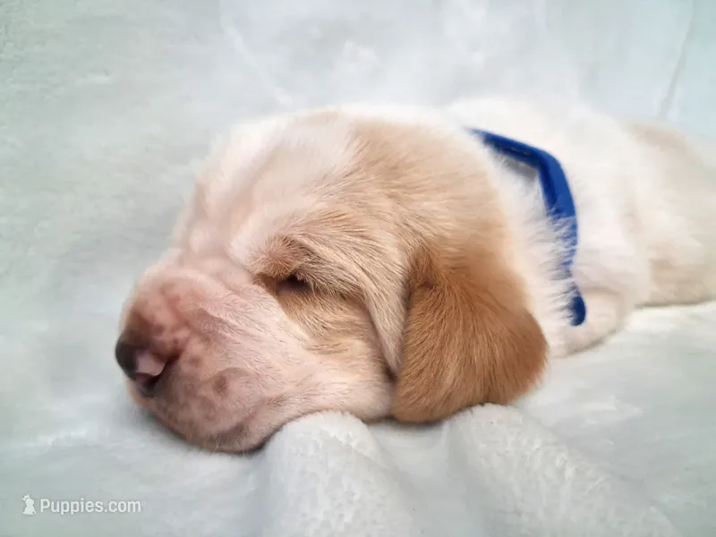 Porky – Basset Hound puppy for sale in Rocky, OK