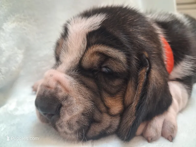 Alfalfa – Basset Hound puppy for sale in Rocky, OK