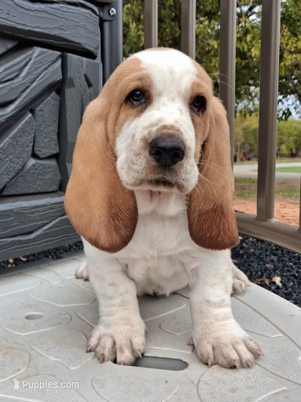 Porky – Basset Hound puppy for sale in Rocky, OK