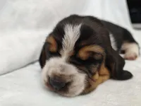 Bluebonnet, a female Basset Hound for sale in Rocky, OK – Photo 1 of 3