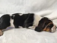 Bluebonnet, a female Basset Hound for sale in Rocky, OK – Photo 3 of 3