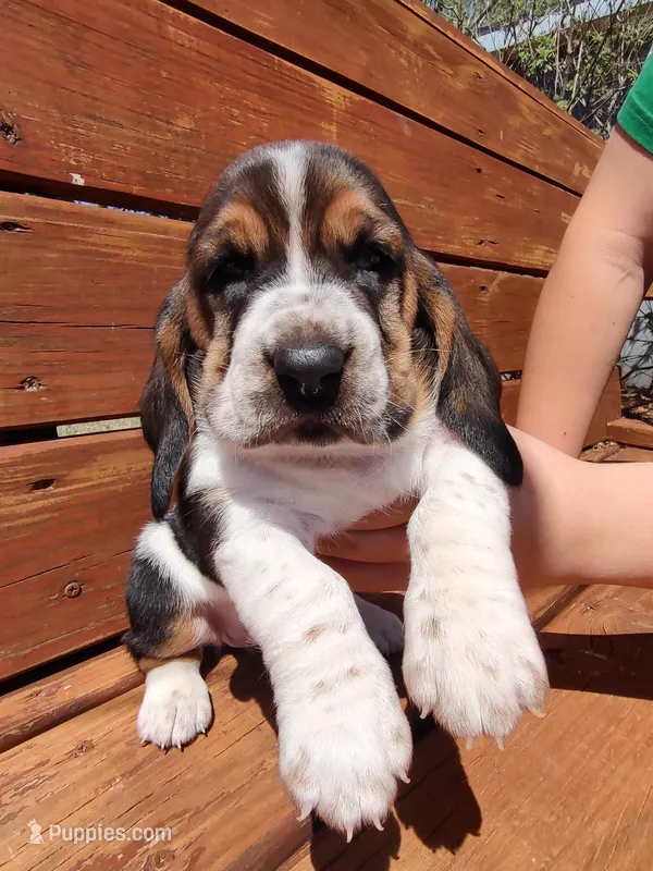 Bluebonnet – Basset Hound puppy for sale in Rocky, OK