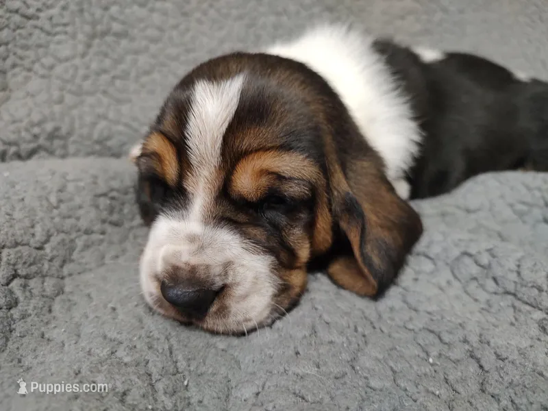 Bluebonnet – Basset Hound puppy for sale in Rocky, OK