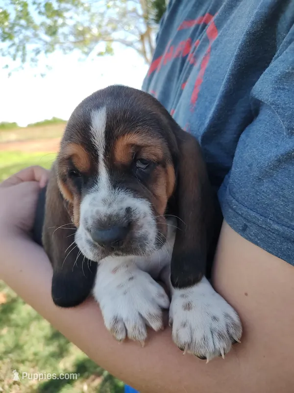 Bluebonnet – Basset Hound puppy for sale in Rocky, OK