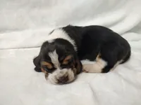 Bluebonnet, a female Basset Hound for sale in Rocky, OK – Photo 2 of 3