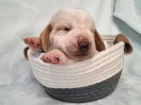 Porky, a male Basset Hound for sale in Rocky, OK – 2 of 3