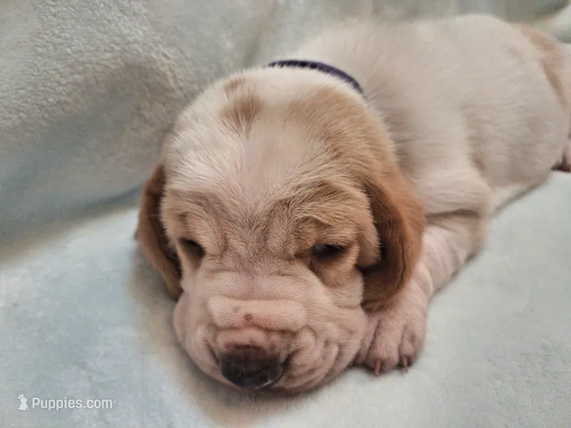 Maryann – Basset Hound puppy for sale in Rocky, OK