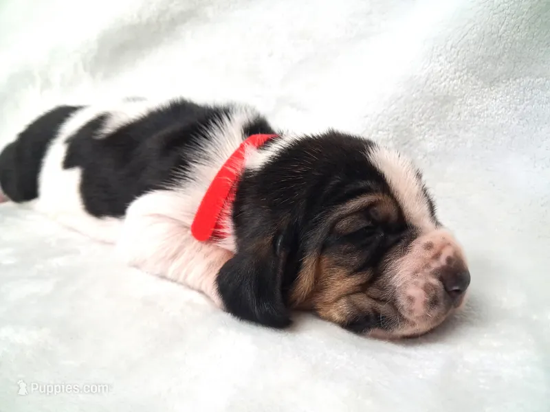 Alfalfa – Basset Hound puppy for sale in Rocky, OK
