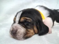 Jane, a female Basset Hound for sale in Rocky, OK – 2 of 3