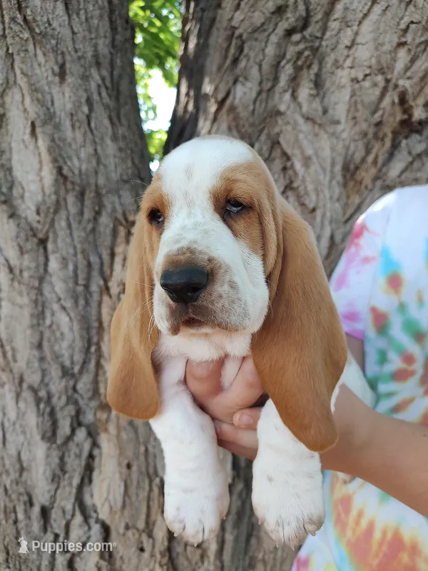 Cosmos – Basset Hound puppy for sale in Rocky, OK
