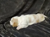 Cosmos, a male Basset Hound for sale in Rocky, OK – Photo 3 of 3