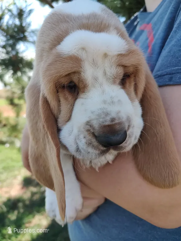 Cosmos – Basset Hound puppy for sale in Rocky, OK