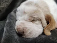 Cosmos, a male Basset Hound for sale in Rocky, OK – Photo 2 of 3