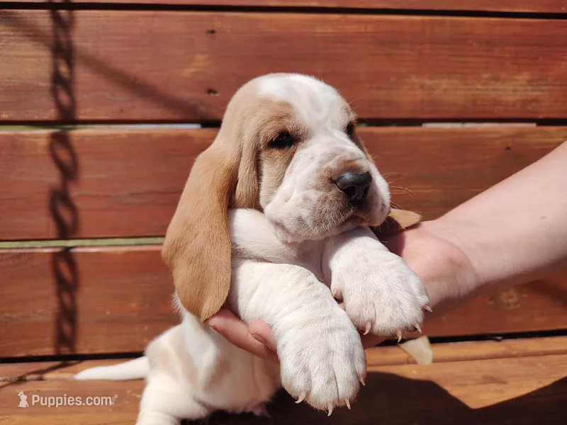 Cosmos – Basset Hound puppy for sale in Rocky, OK
