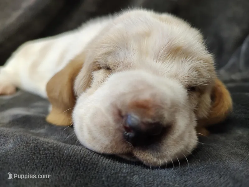 Cosmos – Basset Hound puppy for sale in Rocky, OK