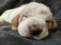 Cosmos, a male Basset Hound for sale in Rocky, OK – Photo 1 of 3