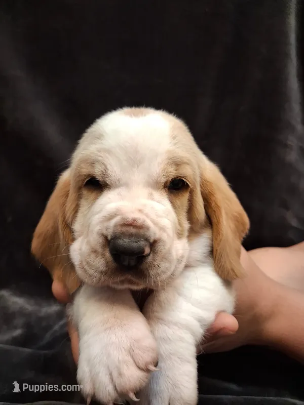 Porky – Basset Hound puppy for sale in Rocky, OK