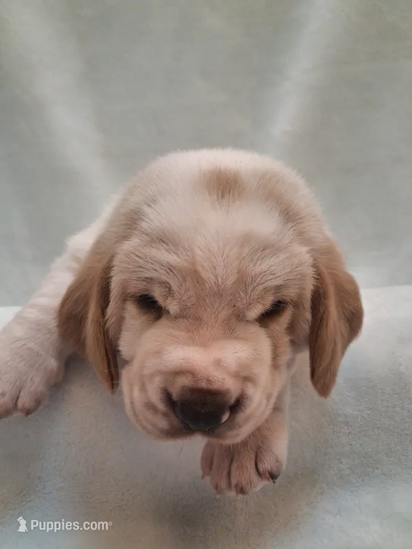 Porky – Basset Hound puppy for sale in Rocky, OK