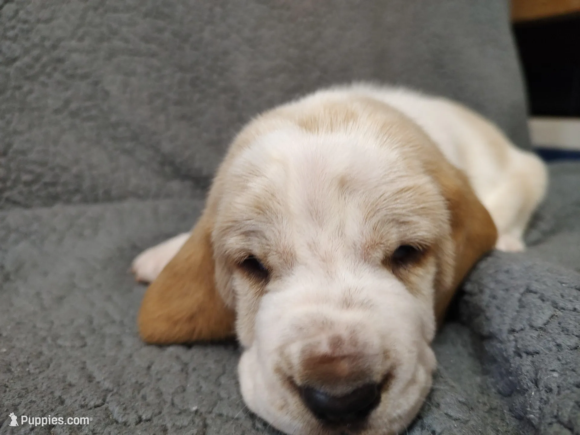 Cosmos – Basset Hound puppy for sale in Rocky, OK