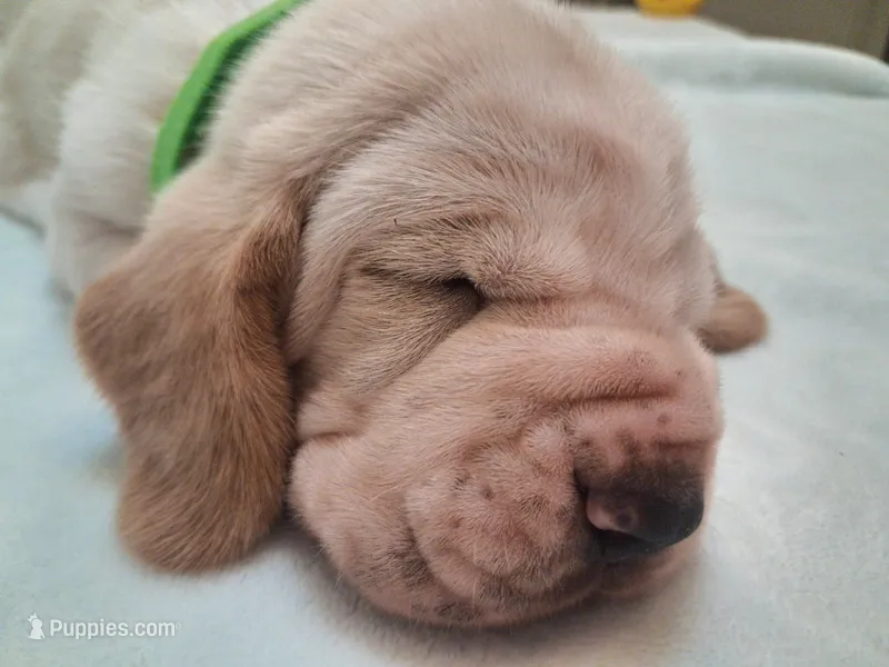 Spanky – Basset Hound puppy for sale in Rocky, OK