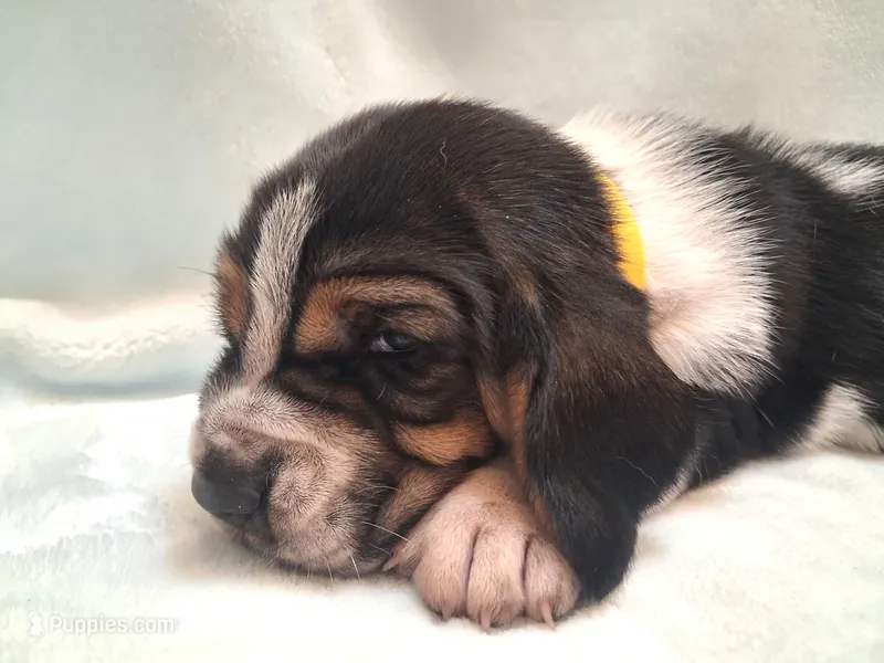 Jane – Basset Hound puppy for sale in Rocky, OK